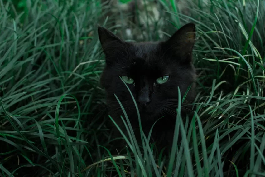 gato negro muy fotogénico