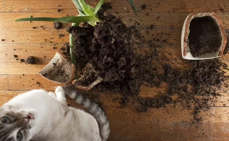 gato con planta destruida por él Gatos y Plantas